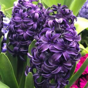 Meet your Posher, Wendy